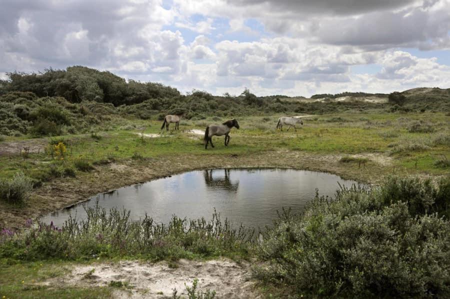 Vakantiehuisje De Panne Vlak Aan Plopsaland En De Zee Kültér fotó